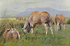 Eland af after Wilhelm Kuhnert