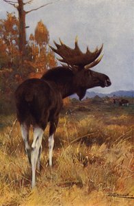 Elg eller Elg af after Wilhelm Kuhnert