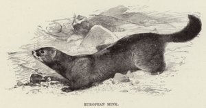 Europæisk mink af after Wilhelm Kuhnert