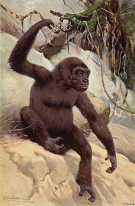 Gorilla af after Wilhelm Kuhnert