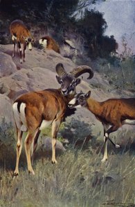 Mouflon af after Wilhelm Kuhnert