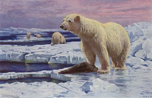Isbjørn af after Wilhelm Kuhnert