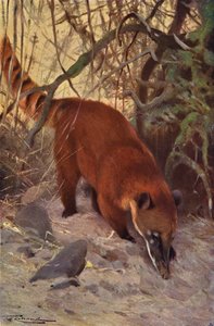 Rød Coati af after Wilhelm Kuhnert