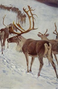 Skandinavisk rensdyr af after Wilhelm Kuhnert