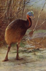 Enkelt-Wattled Kasuar