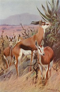Springbok af after Wilhelm Kuhnert
