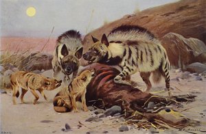Stribet hyæne og sjakal af after Wilhelm Kuhnert