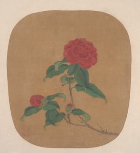 Kamelia-blomster af anonymous 