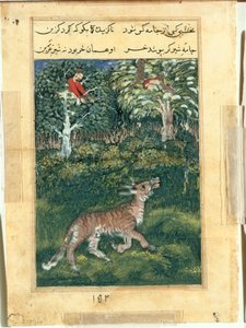 Æslet, i en tigers hud, afslører sin identitet ved at skråle højt fra en Tuti-nama (Tales of a Parrot): Thirty-first Night af attributed to Basavana