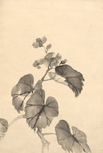 Gren af Begonia i blomst af attributed to Kono Bairei