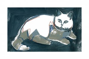 Kunstnerisk hvid kat af cartissi