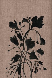 Sorte botaniske silhuetter af cartissi