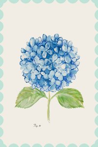 Illustration af en blå hortensia af cartissi