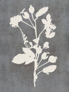 Botanisk rosen-silhuet af cartissi