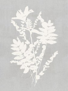 Studie af botaniske silhuetter af cartissi