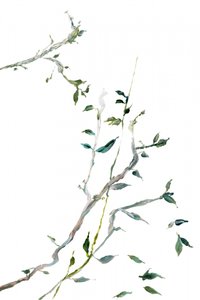 Spinkle grønne grene af cartissi