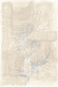 Blegnet botanisk skitse af cartissi