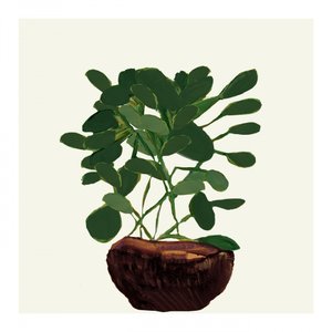Grøn potteplante af cartissi