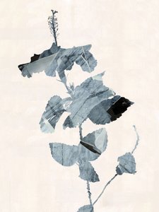 Hibiscusblomst – abstrakt af cartissi