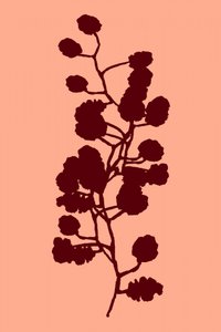Fersken – botanisk silhuet af cartissi