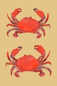 Levende røde krabber af cartissi