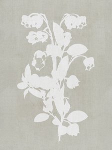 Hvide botaniske blomster af cartissi