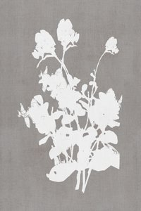 Hvid blomstersilhuet af cartissi