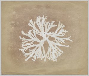 Alger af circle of William Henry Fox Talbot