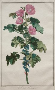 Samling af 24 planter og blomster: Mallow af de Seve