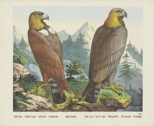 Aigle doré. / Gylden ørn. / Goldadler. / Goudarend. / Aquila dorato. / Aigle royal. / Kongelig ørn. / Königsadler. / Steenarend. / Ossifrago (titel på objekt) af firma Joseph Scholz