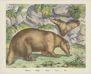 Blaireau. / Grævling. / Hollandsk. / Tasso. / Das (titel på objekt)