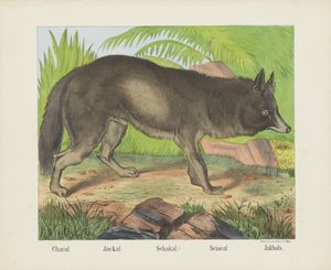 Chacal. / Sjakal. / Schakal. / Sciacal. / Jakhals (titel på objekt)