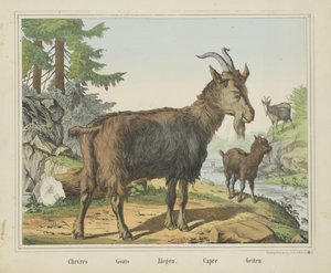 Chevres / Geder / Geder. / Capre / Geder (titel på objekt) af firma Joseph Scholz