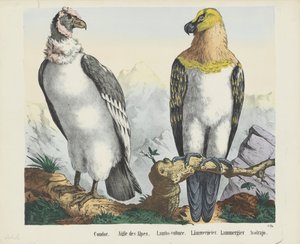 Condor. / Alpernes Ørn. / Lam-grib. / lammegrib. / Lammergier / Avolrajo (titel på objekt)