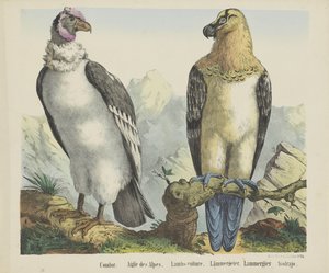 Condor. / Alpernes Ørn. / Lam-grib. / lammegrib. / Lammergier / Avolrajo (titel på objekt)
