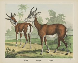 Gazelle. / Antilope. / Gazella (titel på objekt)