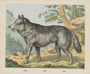 Loup. / Ulv. / Lupo (titel på objekt) af firma Joseph Scholz