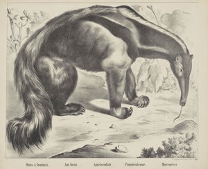 Vores à antmis. / Myrebjørn. / Myrebjørn. / Formicoleone. / Havspiser (titel på objekt)