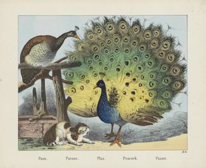 Paon. / Pavone. / Pfau. / Påfugl. / Paauw (titel på objekt)