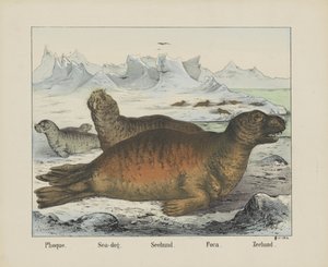 Phoque. / Havhund. / Seehund. / Foca. / Segl (titel på objekt)