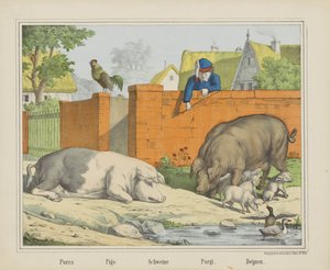 Svinekød / Svin / Schweine / Porgi. / Orner (titel på objekt)