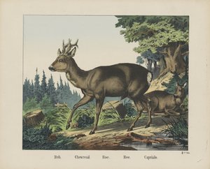 Reh. / Chevreuil. / Rogn. / Ree. / Capriulo (titel på objekt) af firma Joseph Scholz