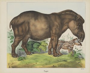 Tapir (titel på objekt) af firma Joseph Scholz