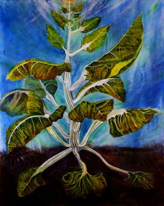 Bolted Chard, 2016 (olie på lærred)