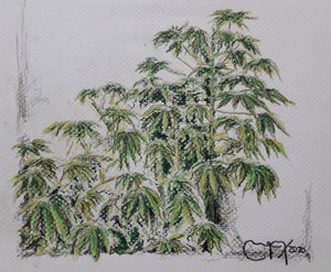 YUCA PLANT af miguelmendez_art.ve