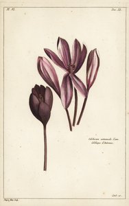 Efterårskrokus, eng safran eller nøgne damer, Colchicum autumnale, Linn