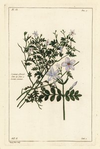 Almindelig jasmin, Jasminum officinale, Linn