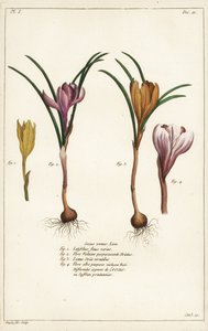 Forskellige arter af vårkrokus, Crocus vernus, Linn