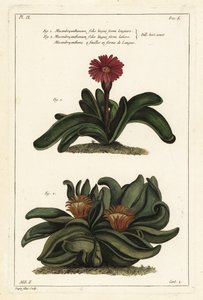 Elkhorn plante, Rhombophyllum dolabriforme (Haksebladede figen morgenfrue, Mesembryanthemum dolabriforme) af the Younger Dupin