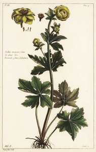Globeflower, Trollius europaeus, Linn af the Younger Dupin